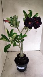 Planta Dobrada 3626 – 35cm – 03 anos - Imagem 8