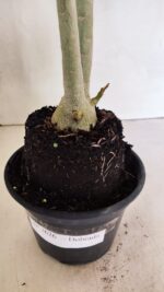 Planta Dobrada 3626 – 35cm – 03 anos - Imagem 7