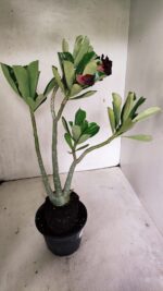 Planta Dobrada 3626 – 35cm – 03 anos - Imagem 6