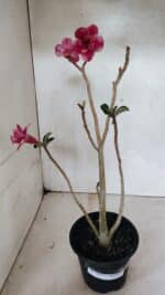 Planta Dobrada 3627 – 35cm – 03 anos - Imagem 7