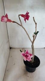 Planta Dobrada 3627 – 35cm – 03 anos - Imagem 6