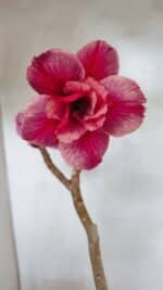 Planta Dobrada 3627 – 35cm – 03 anos