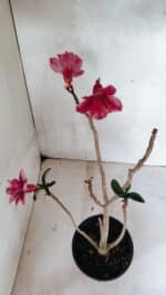 Planta Dobrada 3627 – 35cm – 03 anos - Imagem 2