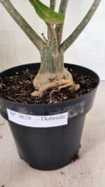 Planta Dobrada 3628 – 45cm – 03 anos - Imagem 8