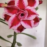 Planta Dobrada 3628 – 45cm – 03 anos