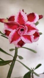 Planta Dobrada 3628 – 45cm – 03 anos - Imagem 3