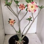 Planta Dobrada 3629 – 55cm – 04 anos