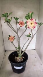 Planta Dobrada 3629 – 55cm – 04 anos