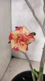 Planta Dobrada 3629 – 55cm – 04 anos - Imagem 6