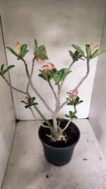 Planta Dobrada 3629 – 55cm – 04 anos - Imagem 8