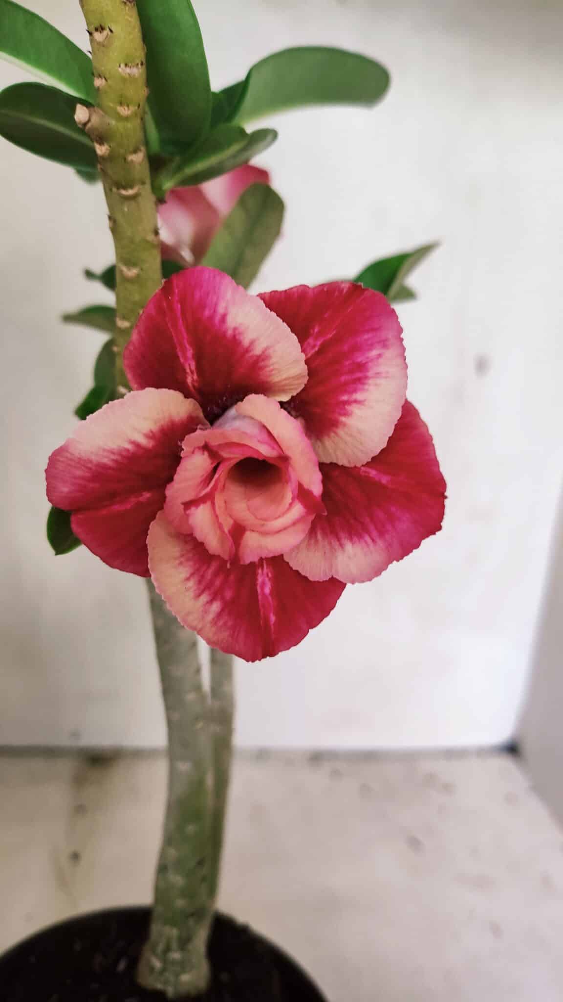 DOBRADA 3630 (2) Planta Dobrada 3630 – 35cm – 03 anos - Imagem 1