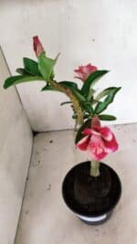 Planta Dobrada 3630 – 35cm – 03 anos - Imagem 8