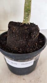 Planta Dobrada 3630 – 35cm – 03 anos - Imagem 7