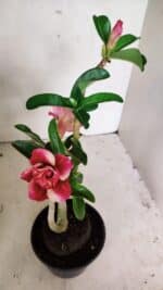 Planta Dobrada 3630 – 35cm – 03 anos - Imagem 4