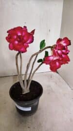 Planta Dobrada 3631 – 35cm – 03 anos - Imagem 2
