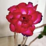 Planta Dobrada 3631 – 35cm – 03 anos