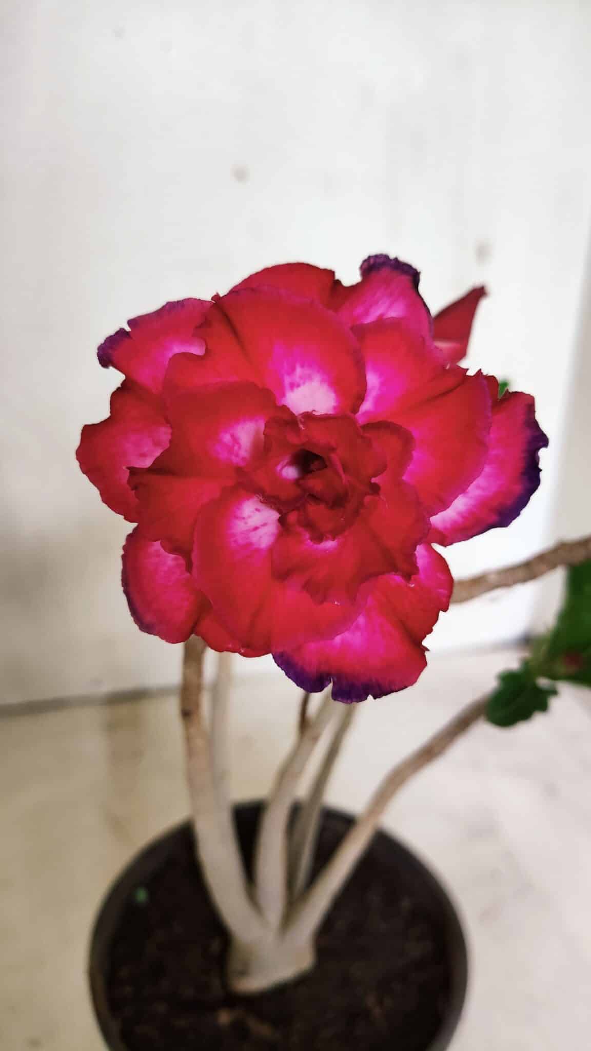 DOBRADA 3631 (2) Planta Dobrada 3631 – 35cm – 03 anos - Imagem 1