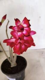 Planta Dobrada 3631 – 35cm – 03 anos - Imagem 4