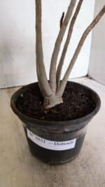 Planta Dobrada 3631 – 35cm – 03 anos - Imagem 6