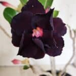 Planta Dobrada 3632 – 35cm – 03 anos