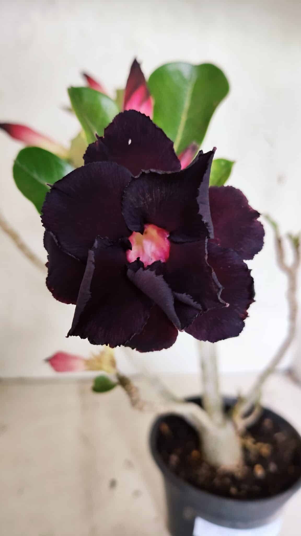 DOBRADA 3632 (2) Planta Dobrada 3632 – 35cm – 03 anos - Imagem 1