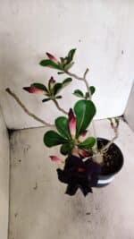 Planta Dobrada 3632 – 35cm – 03 anos - Imagem 4