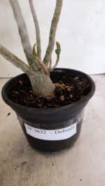 Planta Dobrada 3632 – 35cm – 03 anos - Imagem 7