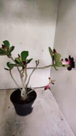 Planta Dobrada 3632 – 35cm – 03 anos - Imagem 6