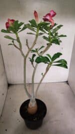 Planta Dobrada 3633 – 35cm – 03 anos - Imagem 5