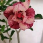 Planta Dobrada 3633 – 35cm – 03 anos