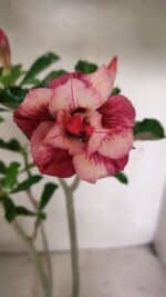 Planta Dobrada 3633 – 35cm – 03 anos