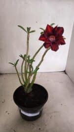 Planta Dobrada 3634 – 30cm – 03 anos - Imagem 2