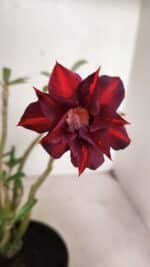 Planta Dobrada 3634 – 30cm – 03 anos