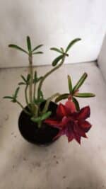 Planta Dobrada 3634 – 30cm – 03 anos - Imagem 4