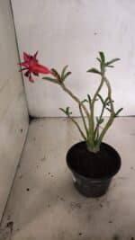 Planta Dobrada 3634 – 30cm – 03 anos - Imagem 6