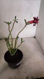 Planta Dobrada 3634 – 30cm – 03 anos - Imagem 5