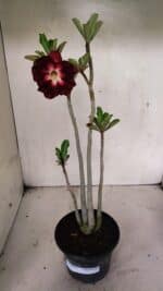 Planta Dobrada 3635 – 35cm – 03 anos - Imagem 2