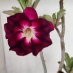 Planta Dobrada 3635 – 35cm – 03 anos