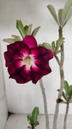 Planta Dobrada 3635 – 35cm – 03 anos