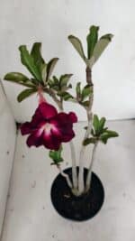Planta Dobrada 3635 – 35cm – 03 anos - Imagem 4