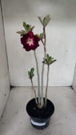 Planta Dobrada 3635 – 35cm – 03 anos - Imagem 7