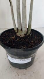 Planta Dobrada 3635 – 35cm – 03 anos - Imagem 6