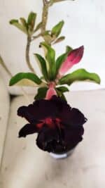 Planta Dobrada 3636 – 35cm – 03 anos - Imagem 4