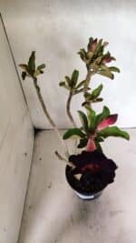 Planta Dobrada 3636 – 35cm – 03 anos - Imagem 5