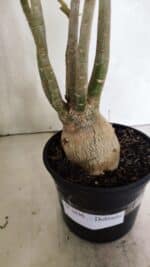 Planta Dobrada 3636 – 35cm – 03 anos - Imagem 8