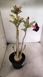 Planta Dobrada 3636 – 35cm – 03 anos - Imagem 6