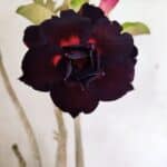 Planta Dobrada 3636 – 35cm – 03 anos