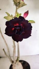 Planta Dobrada 3636 – 35cm – 03 anos