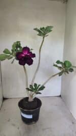 Planta Dobrada 3637 – 35cm – 03 anos - Imagem 2