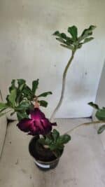 Planta Dobrada 3637 – 35cm – 03 anos - Imagem 4